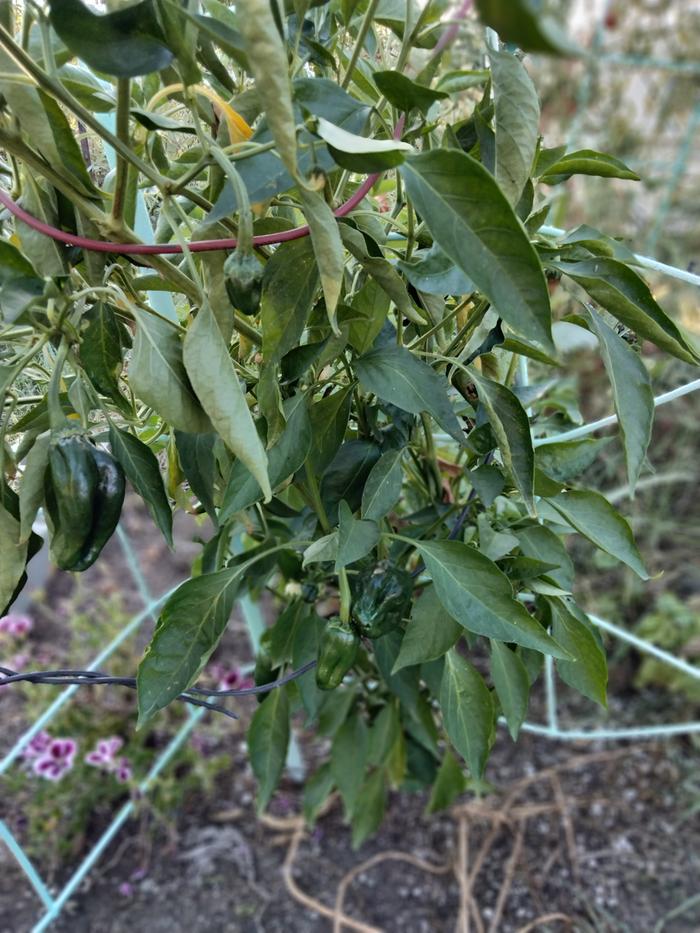 Loaded with eggplant and flowers 