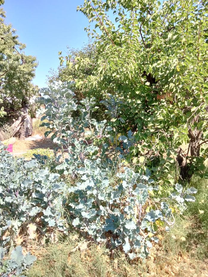 Purple tree kale/collards 