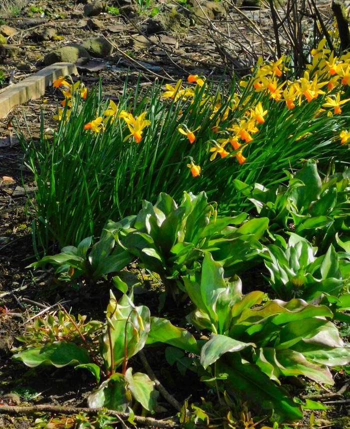 fawn liliy edible perennial root crop