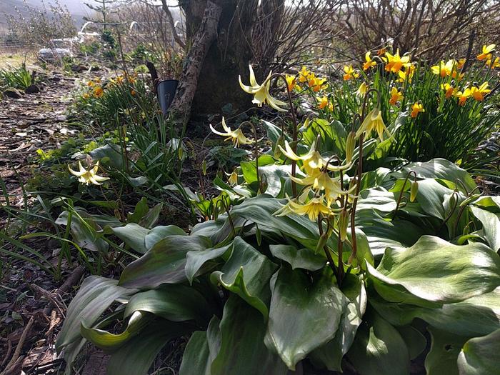 Yellow Erythronium flowers