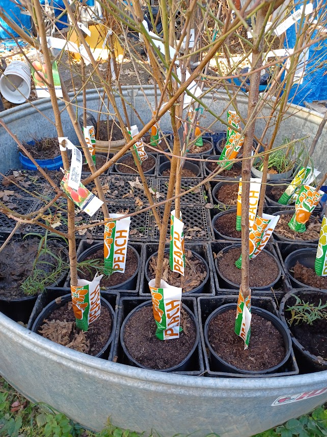 Bottom watering the desiccated container soil. I'm not sure if they will be ok sitting in water over winter.