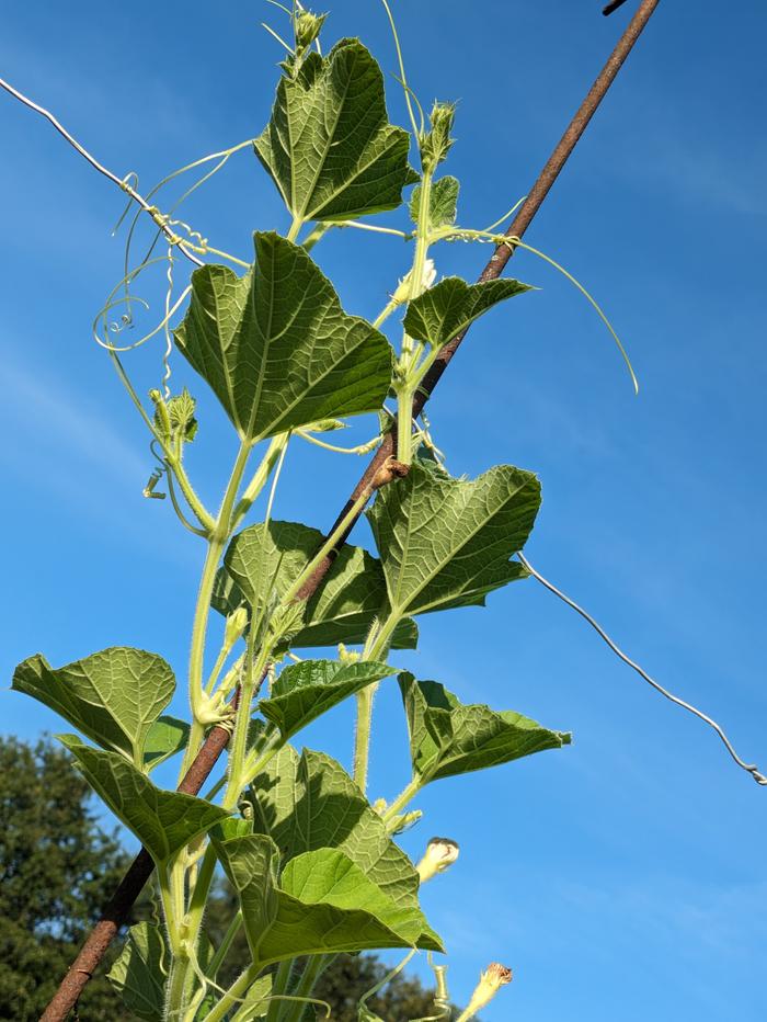 Cucuzzi squash vine