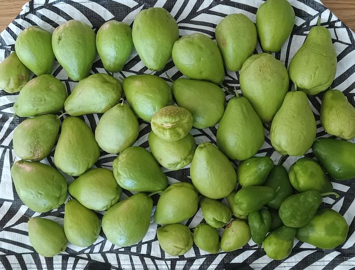 The end of a full cycle of growing tropical chayote in temperate zone 6