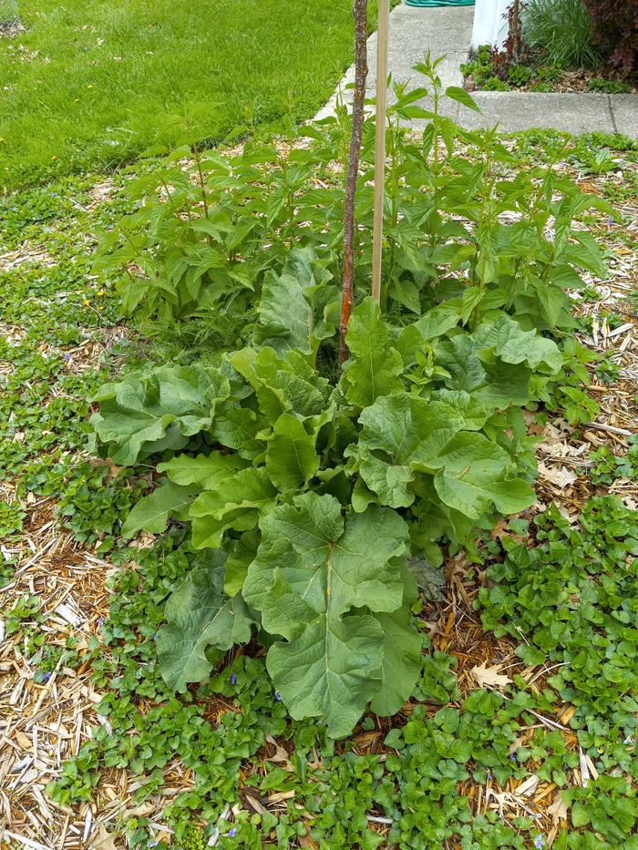 Burdock eating an apricot tree