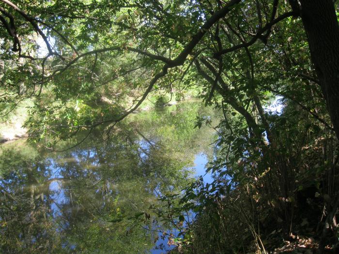 trees and pond