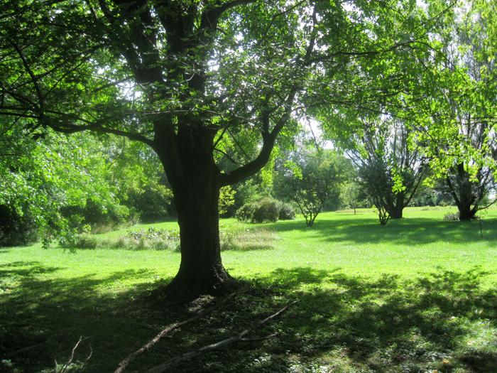 camping in the huge gorgeous yard