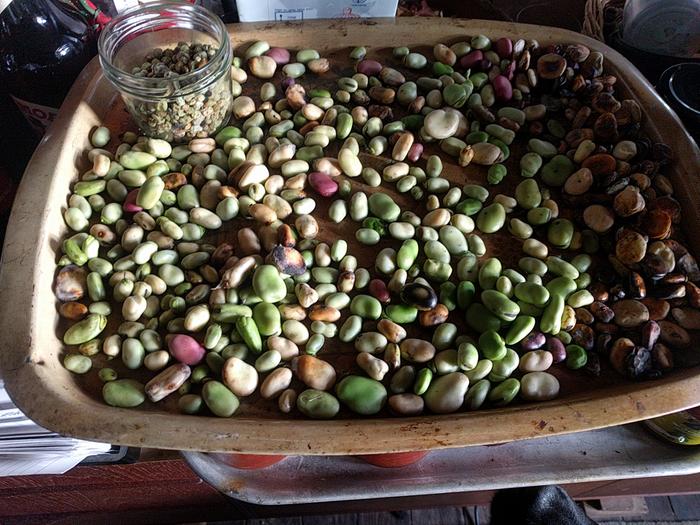 Saved Fava beans drying on tray