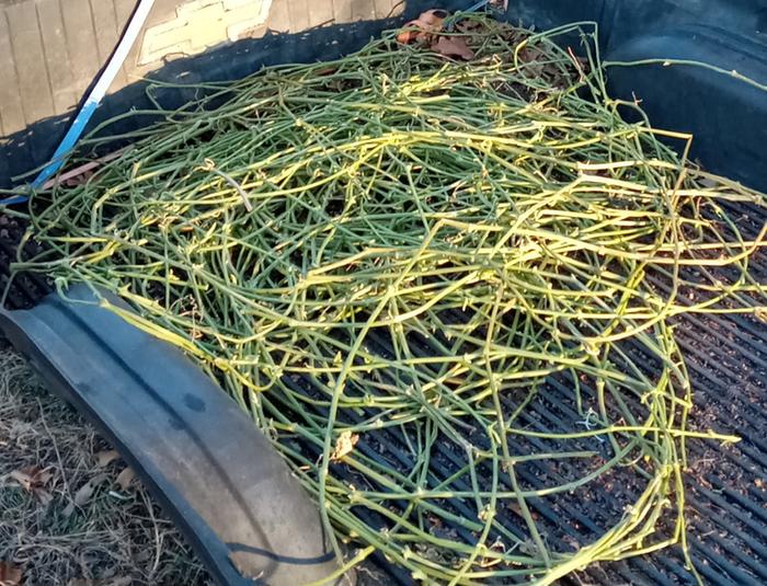 Load of vines harvested