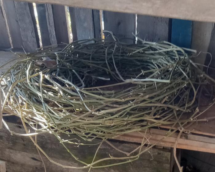 Vines coiled for drying and storage