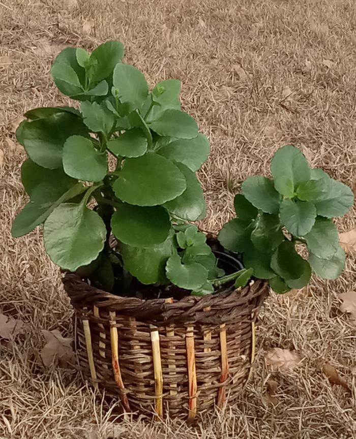 Jade plant and woven planter