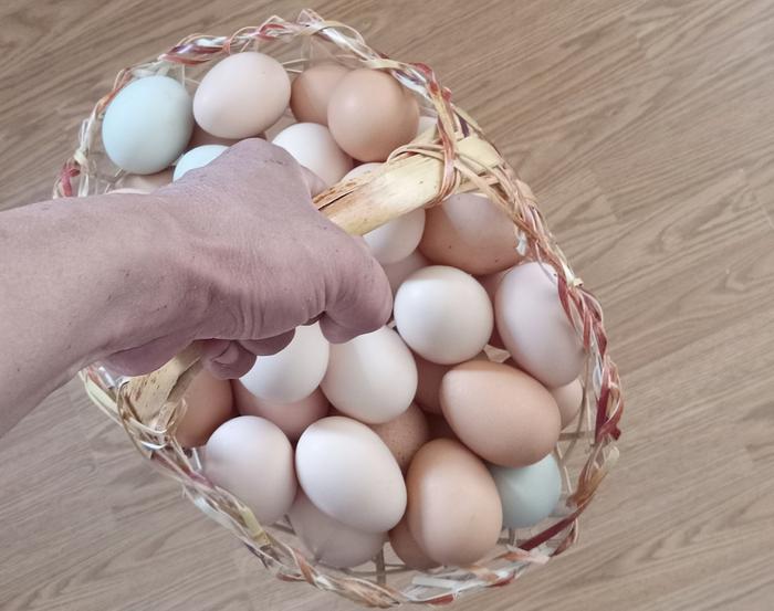 Oval open weave basket holding 51 eggs