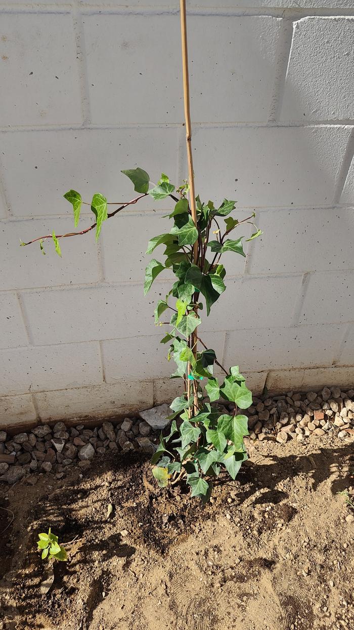 Ivy and hibiscus