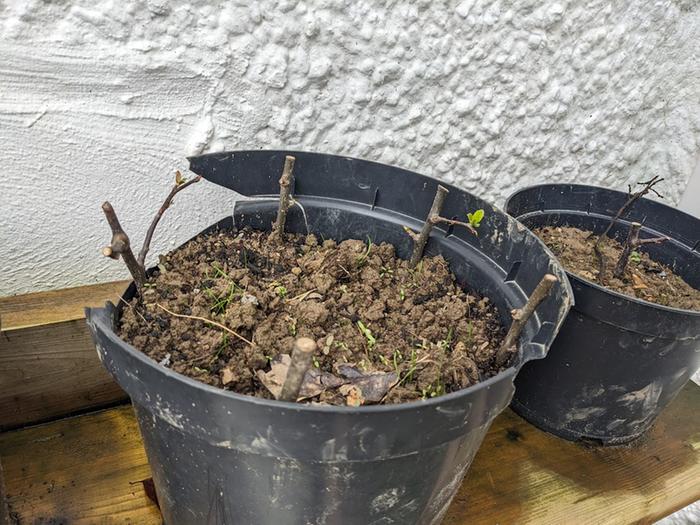 Rootstock cuttings, started to regrow