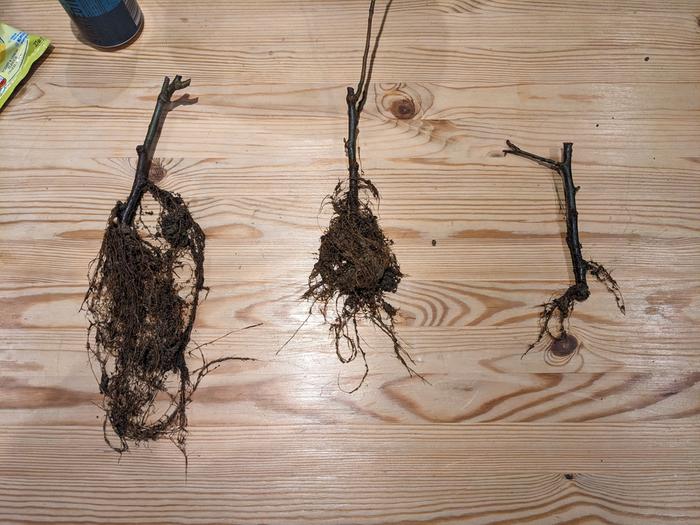 Rootstock cutting root systems