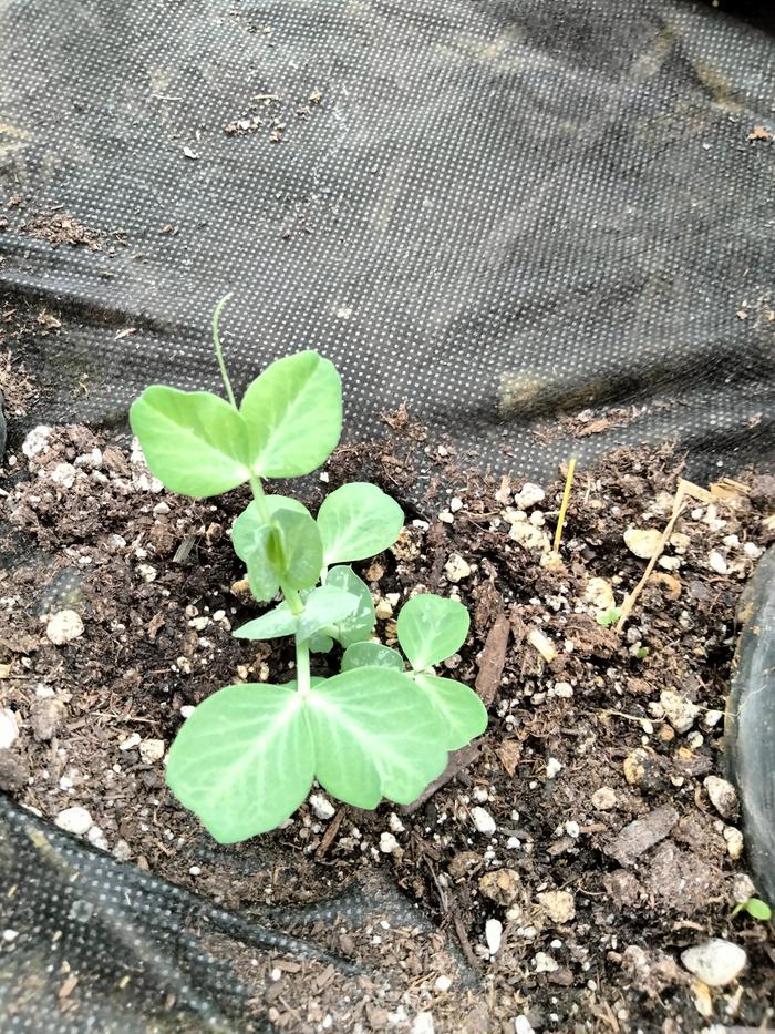 Pea growing in a straw bale 