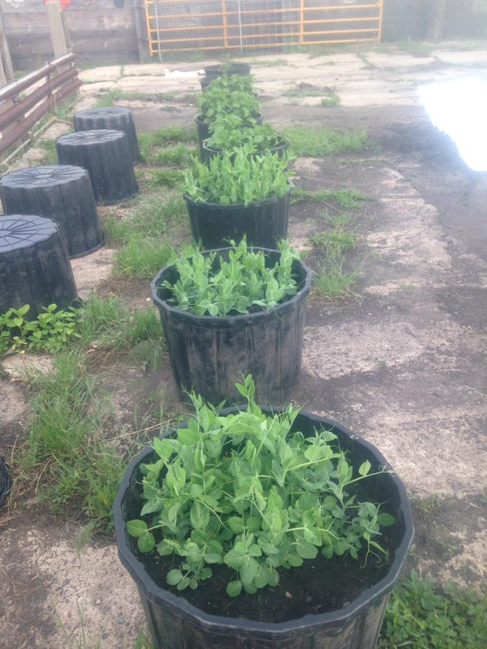 raised bed construction