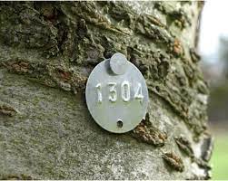 A tagged tree with the nail flush against the trunk (no room to grow)