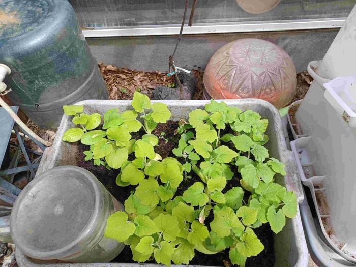 Wintersown squash starts.