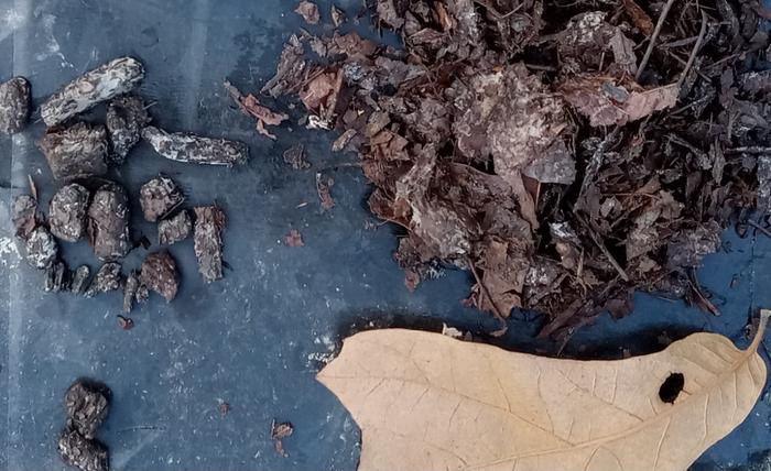 Midpoint in composting. Showing actinomycetes coating biochar