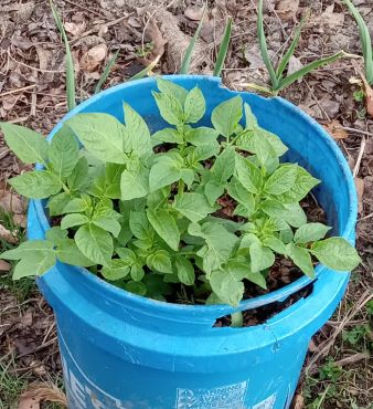 Potato growing fast and healthy