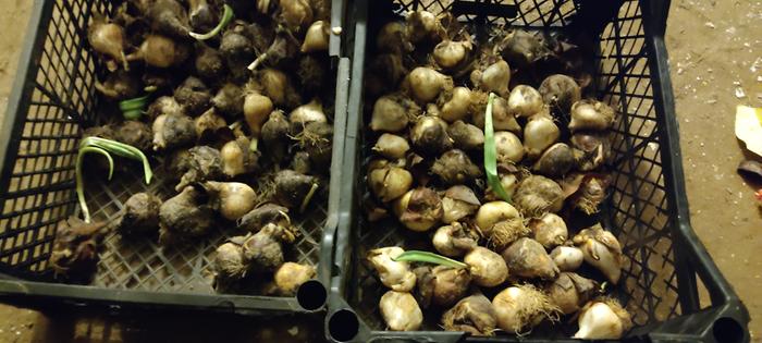 growing bulbs indoors