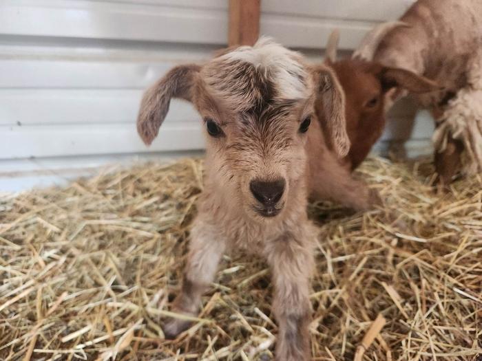 Minny-Minny, Nina & Kola's first doeling, born May 27, 2023