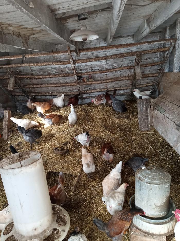 Chickens scratching up fresh straw on top of their mound of compost.