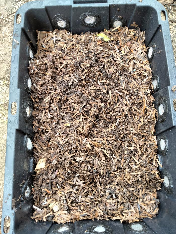 Worm bin filled with new bedding and worms 