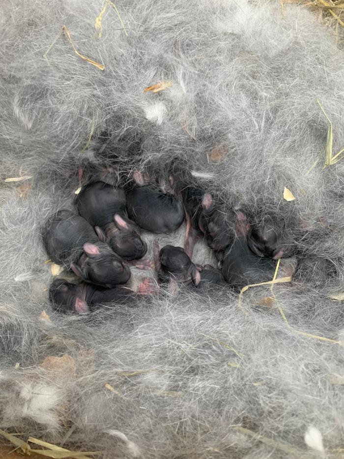 baby American Chinchillas (13)