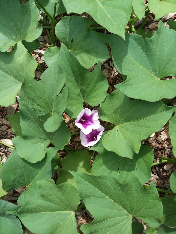 sweet potato blossoms