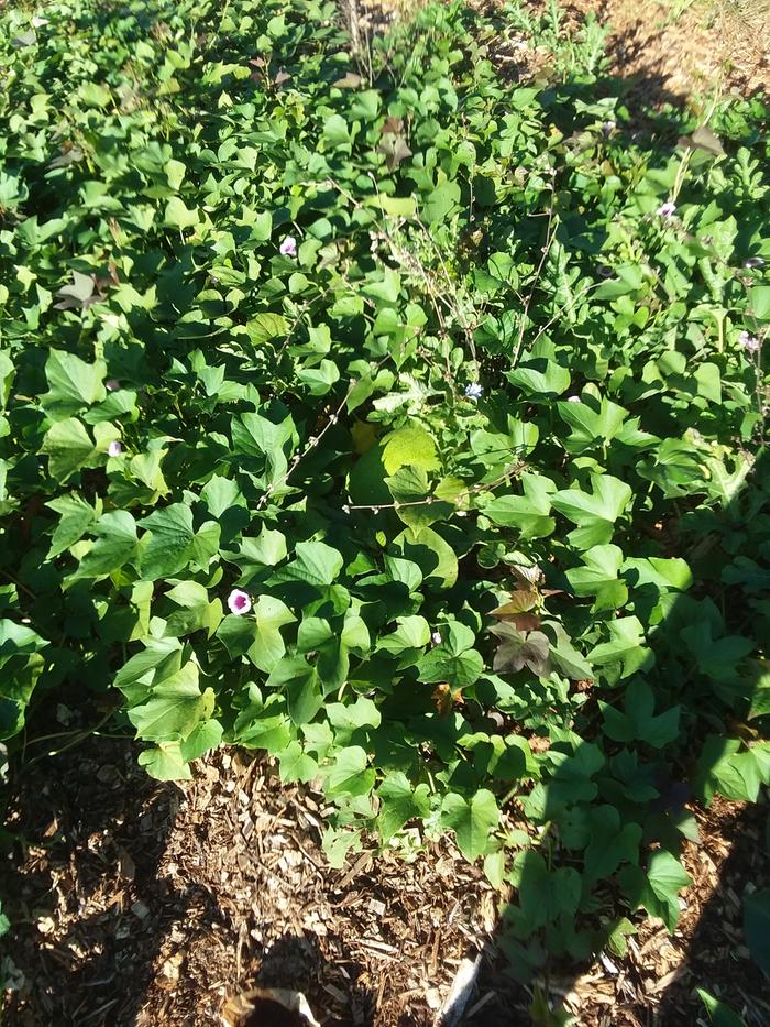 sweet potato patch fully green