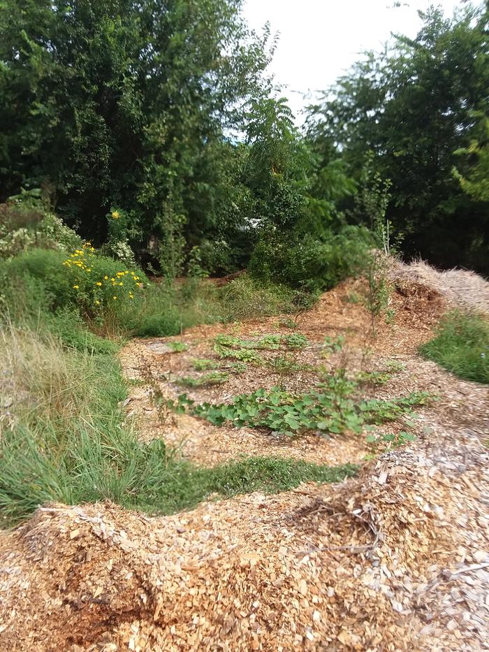 sweet potato patch 1 month in