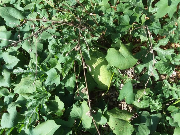 stray watermelon hiding in the patch