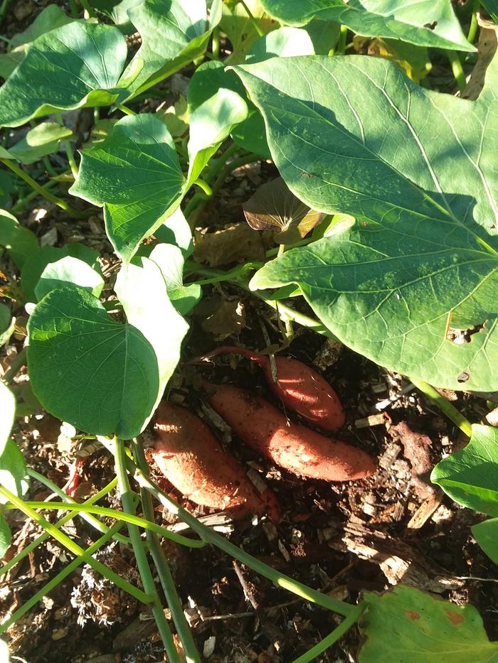 Sweet Potato Harvest