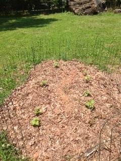 growing sweet pototes in leaf pile