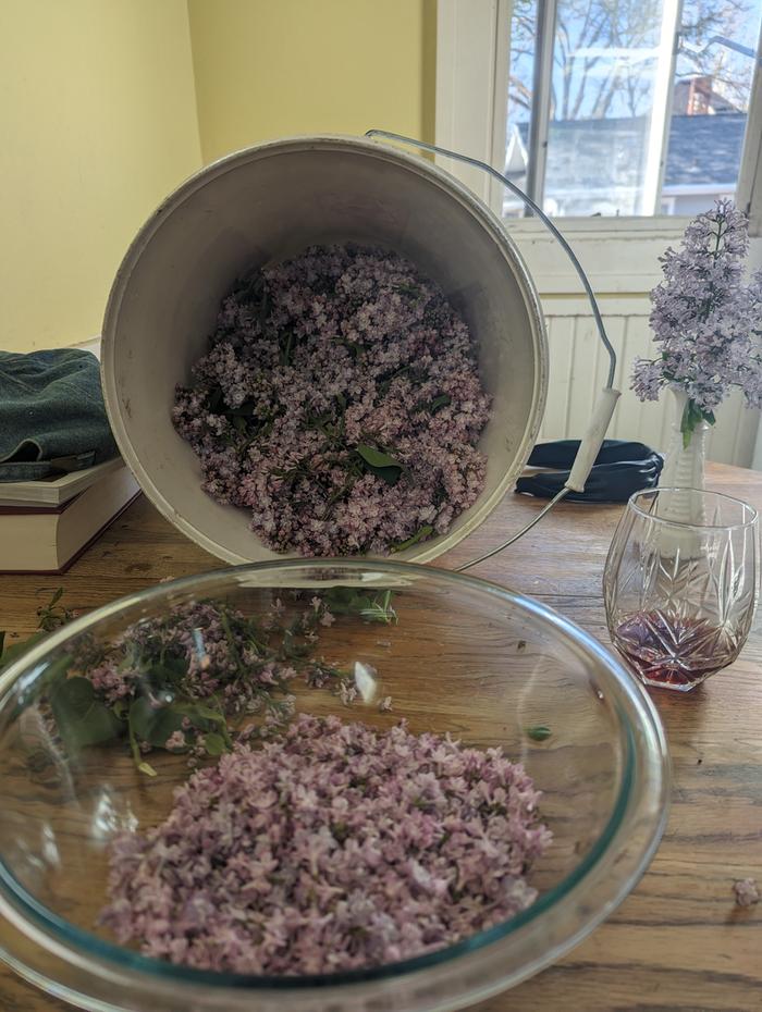 collected lilac flowers