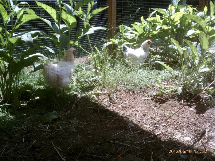 Hens with babies in a patch of comfrey