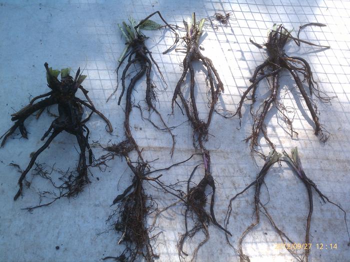 comfrey root division for starting new plants