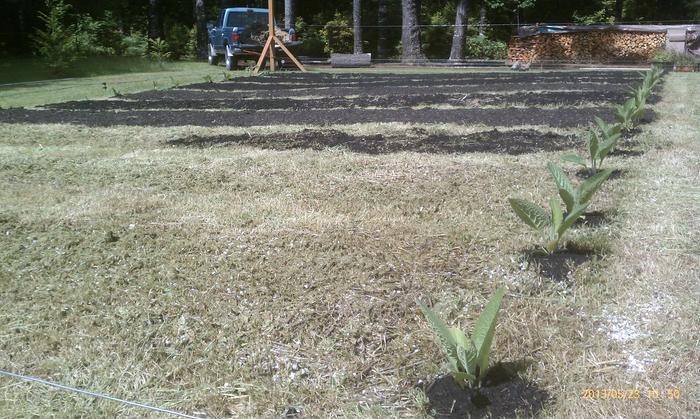 bocking 4 roots froms Coes freshly transplanted from containers