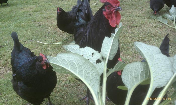 feeding chickens comfrey