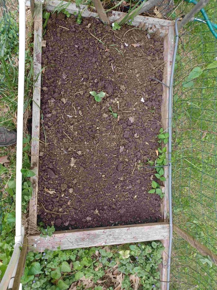 Bed full of peas.