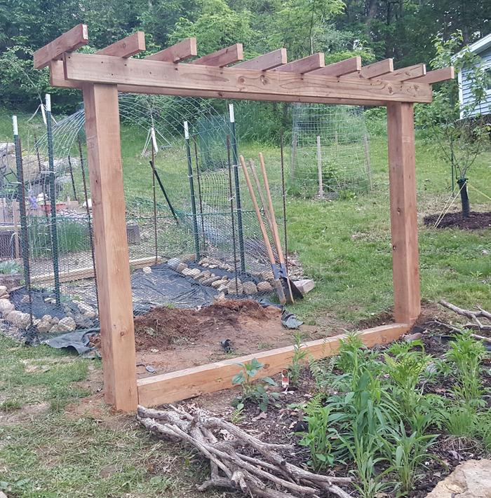  a pergola for growing grapes