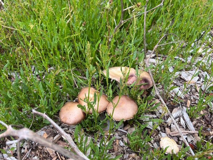 a stand of mushrooms