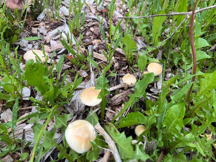 juvenile mushroom fruits