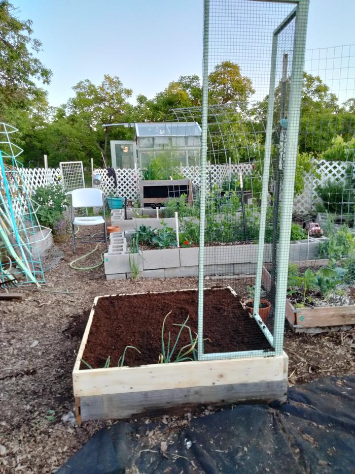 raised bed with trellis - gopher attack