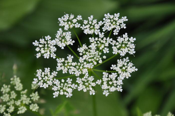 [Thumbnail for Umbellifera-flower.jpg]