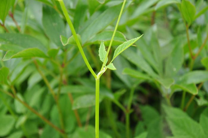 [Thumbnail for Umbellifera-stem.jpg]