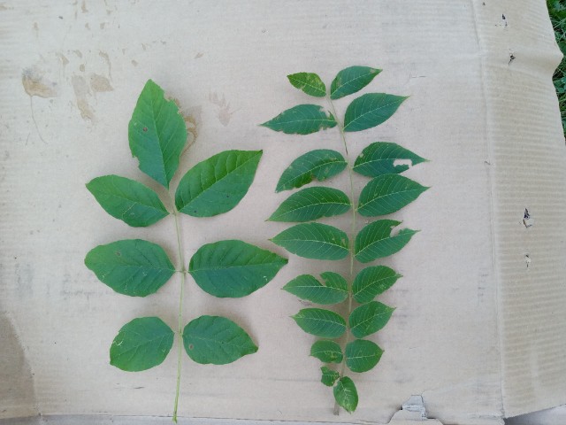 Ash on the left black walnut on the right