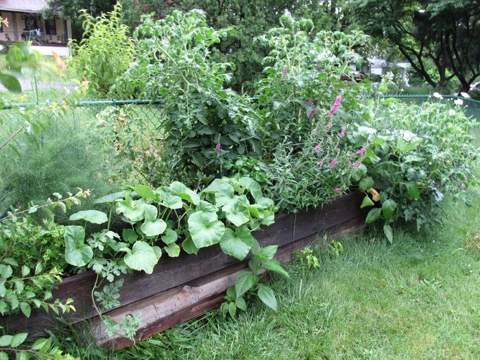 crops from established hugel bed