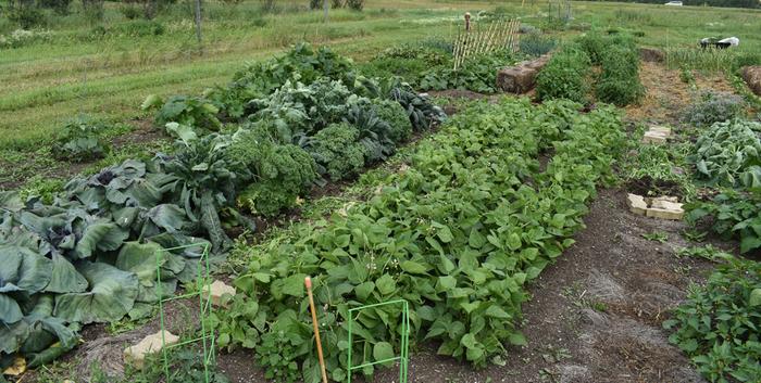 Brassicas on the left - you can see they were a bit smothered by the cover.